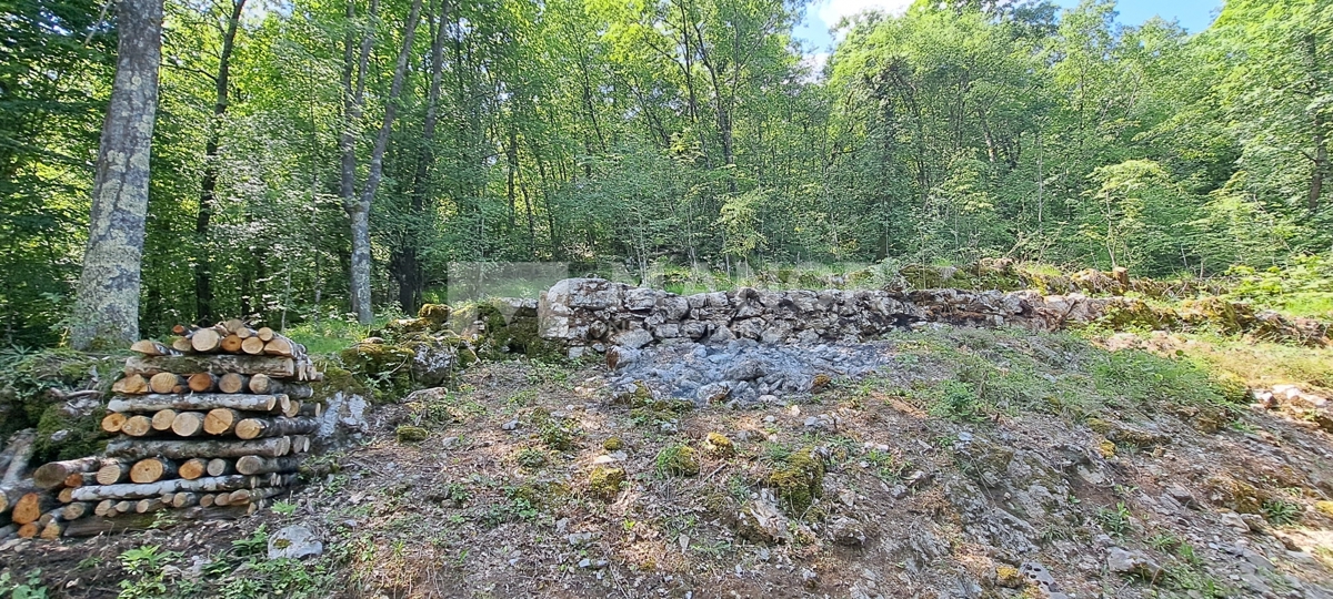 MATULJI