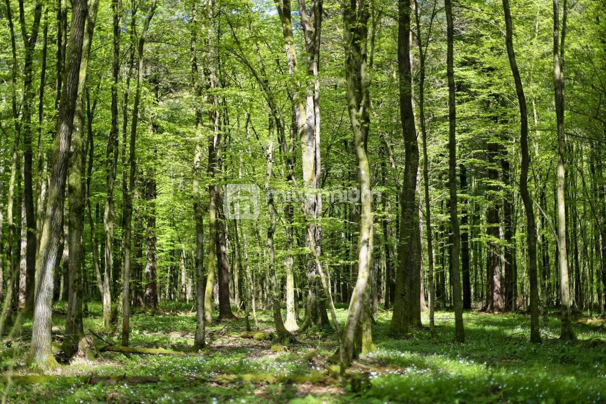 OGULIN