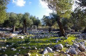 Участок MURTER, 40.000 €