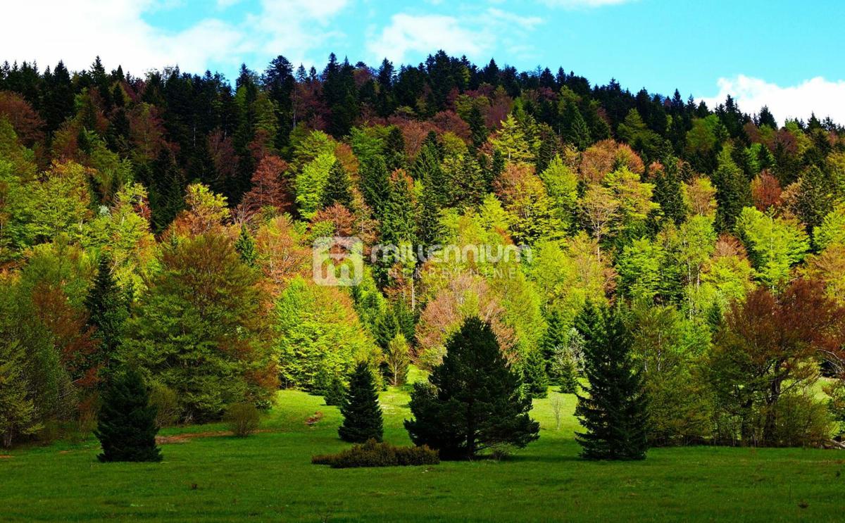 OGULIN