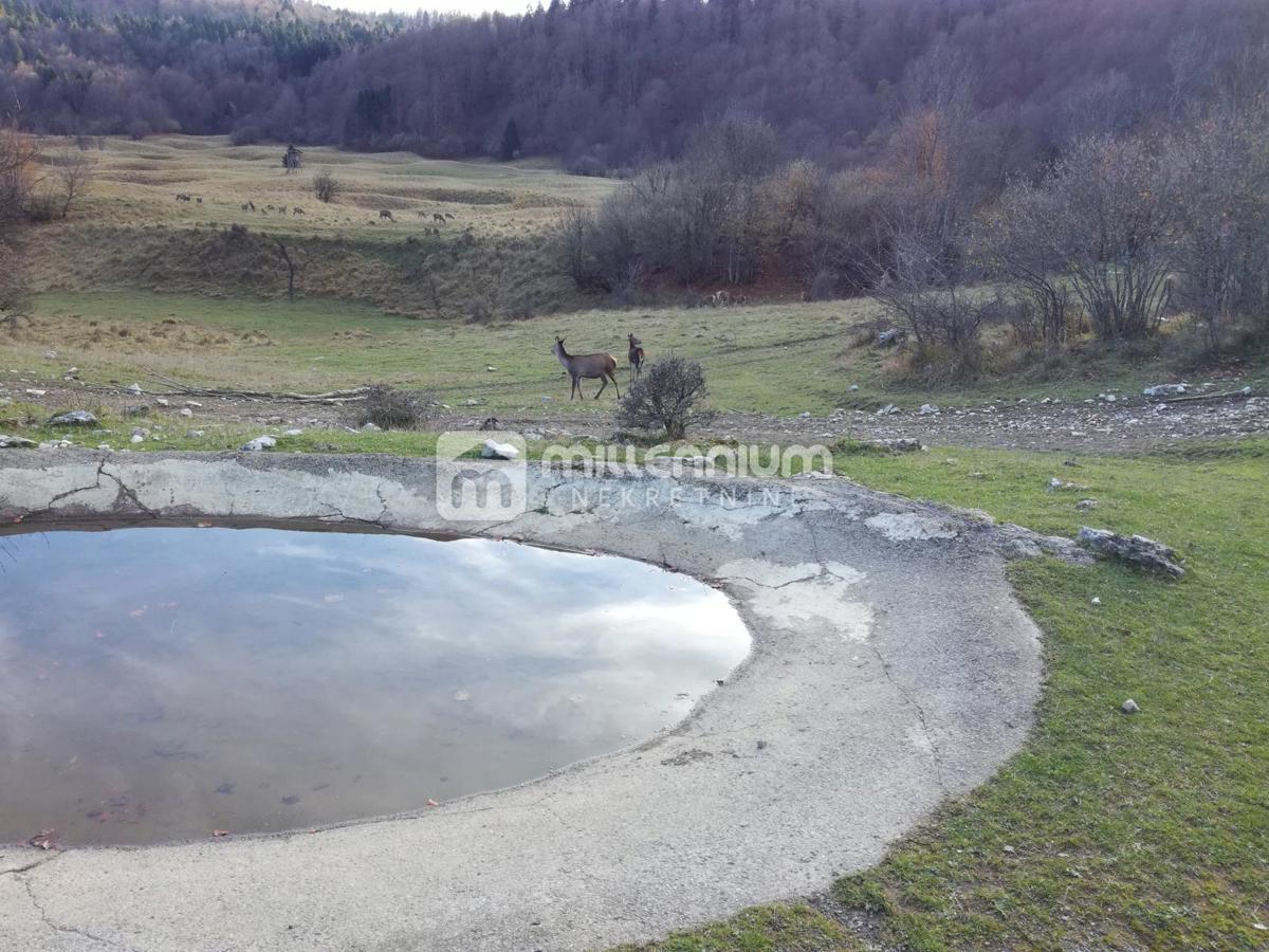 OGULIN