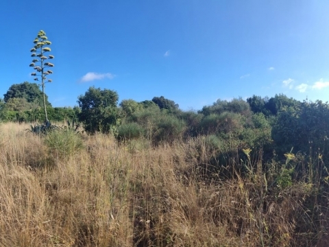 PREMANTURA