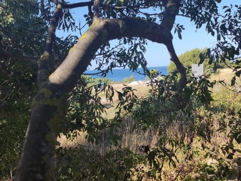 PREMANTURA