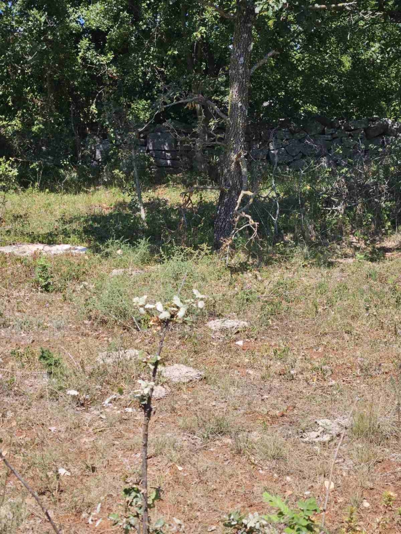 KRNICA