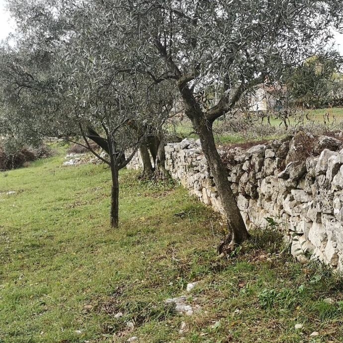 FAŽANA