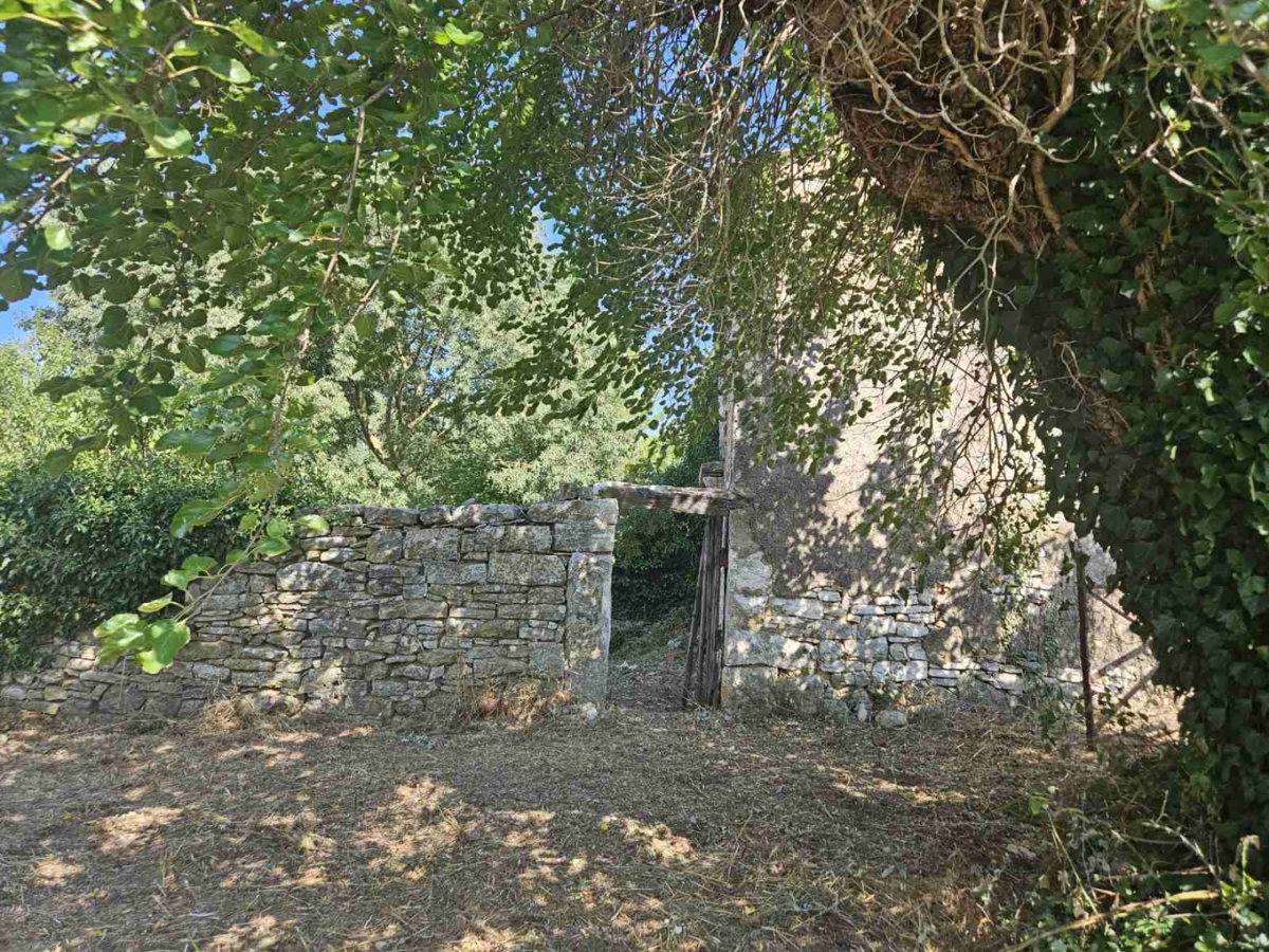 DIVŠIĆI