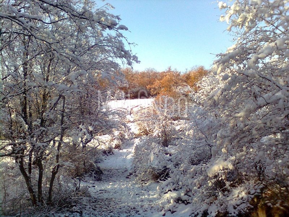 SLIVNICA