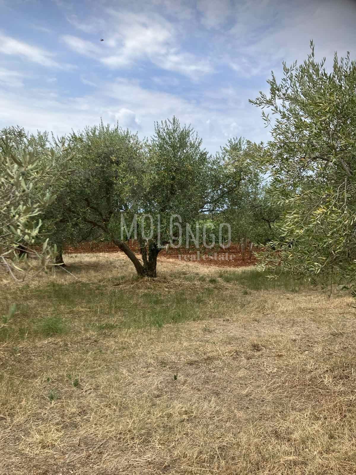 Terreno KAŠTELIR - LABINCI, 22.000 €