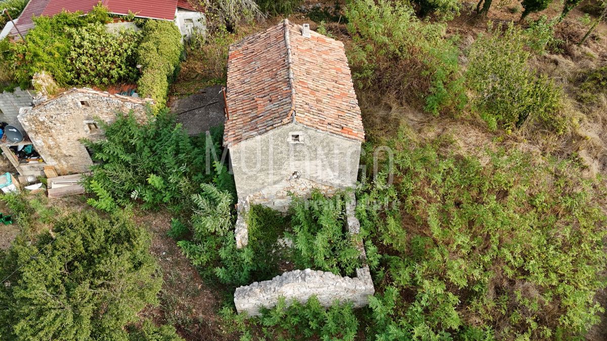 RUŽIĆI
