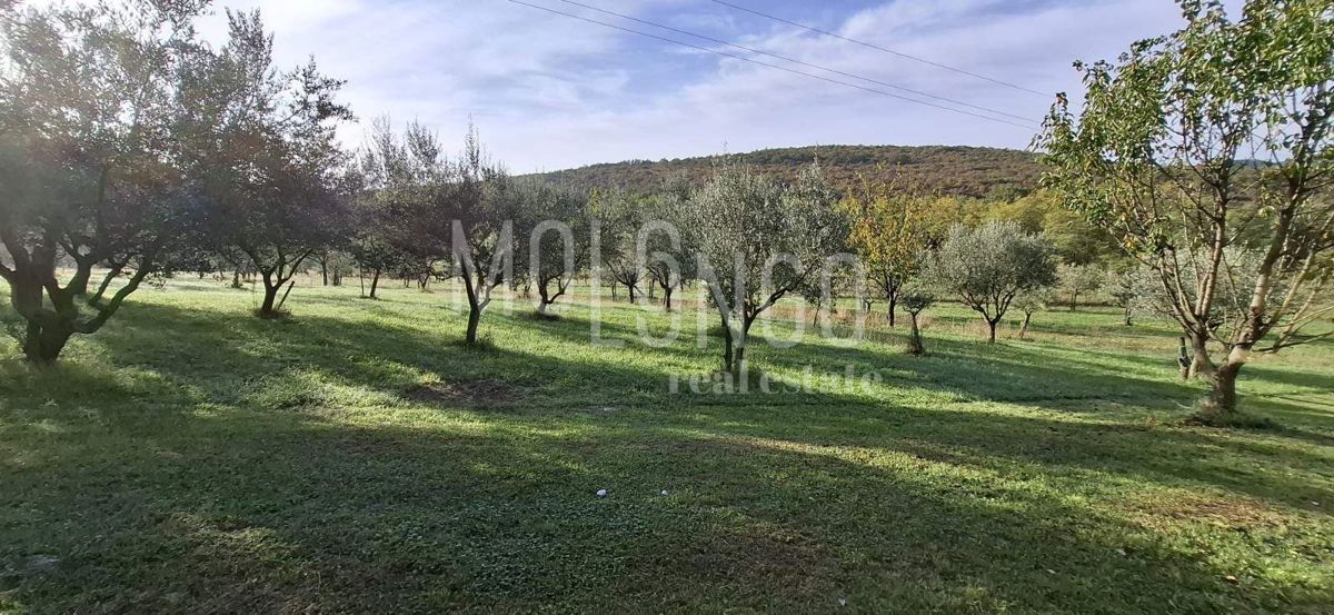 BUZET