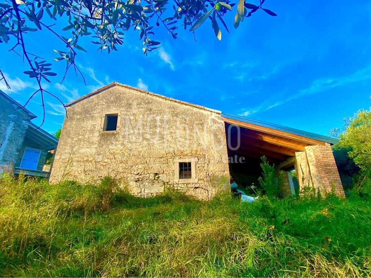 OSLIĆI