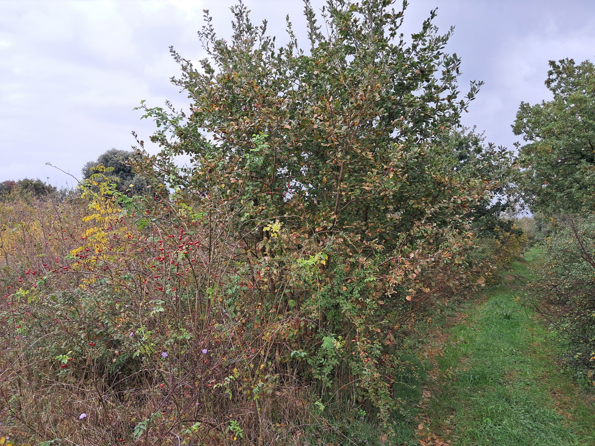 Terreno LIŽNJAN, 38.000 €