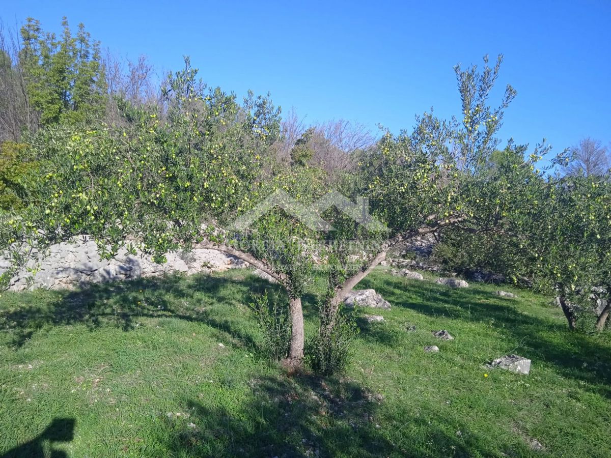 VODICE