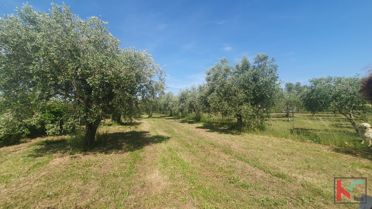 FAŽANA