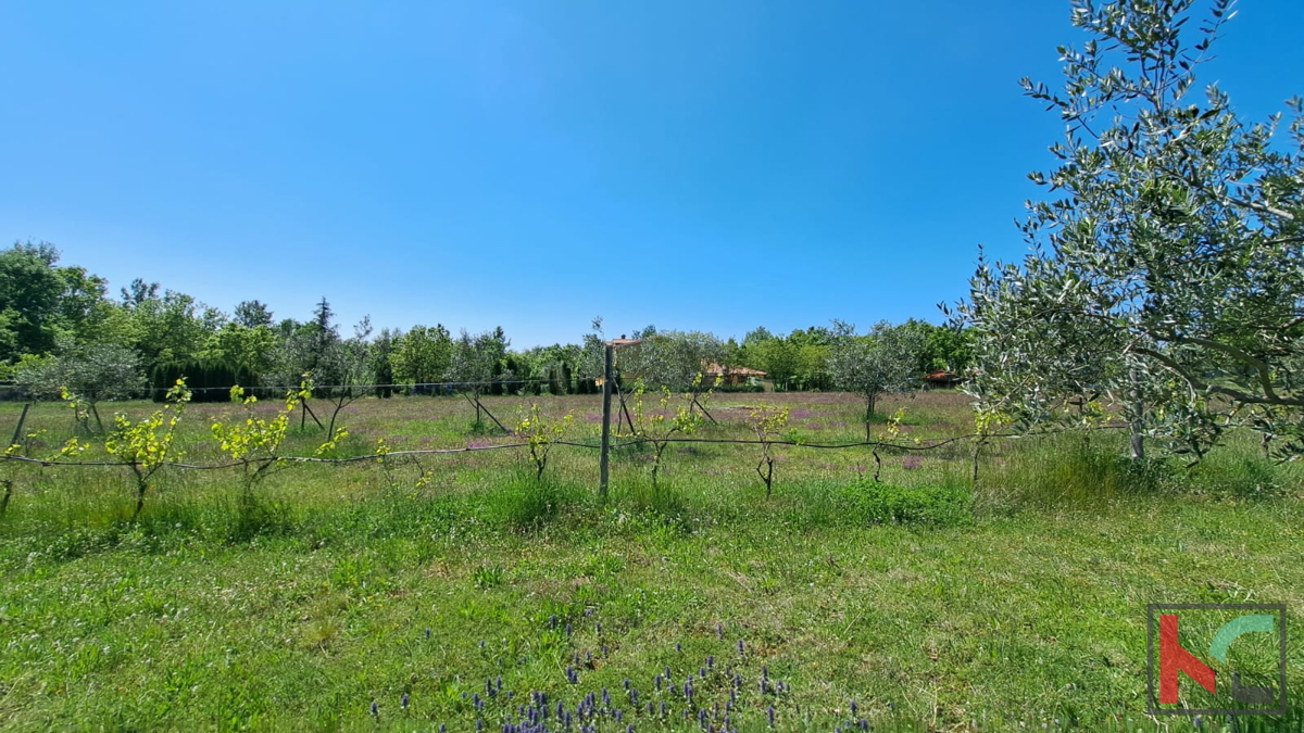 image 25