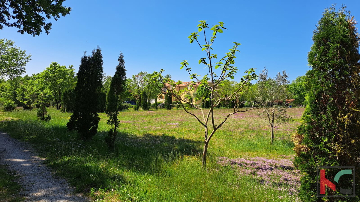 image 23