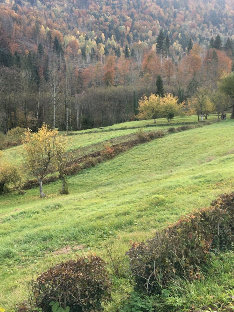 MORAVICE