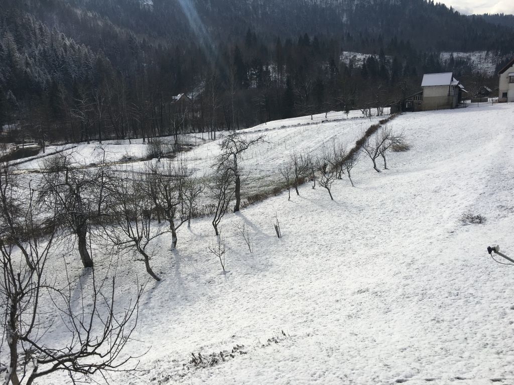 MORAVICE