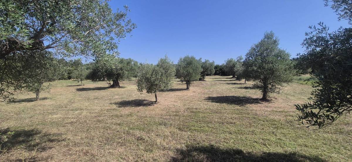 ROVINJSKO SELO