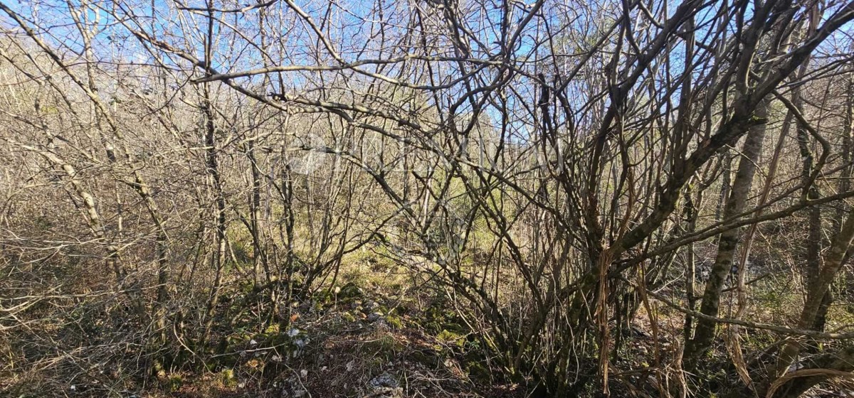 PINEZIĆI