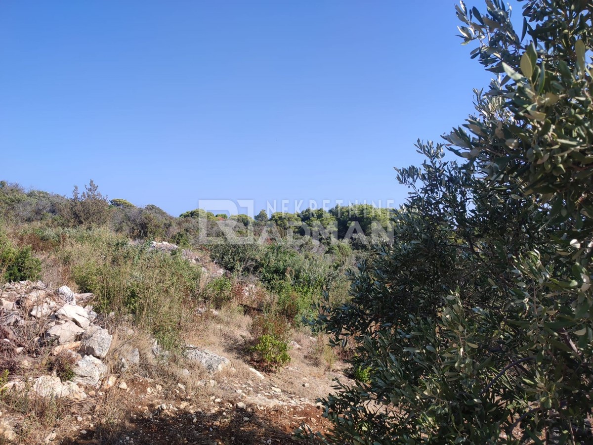 MASLINICA