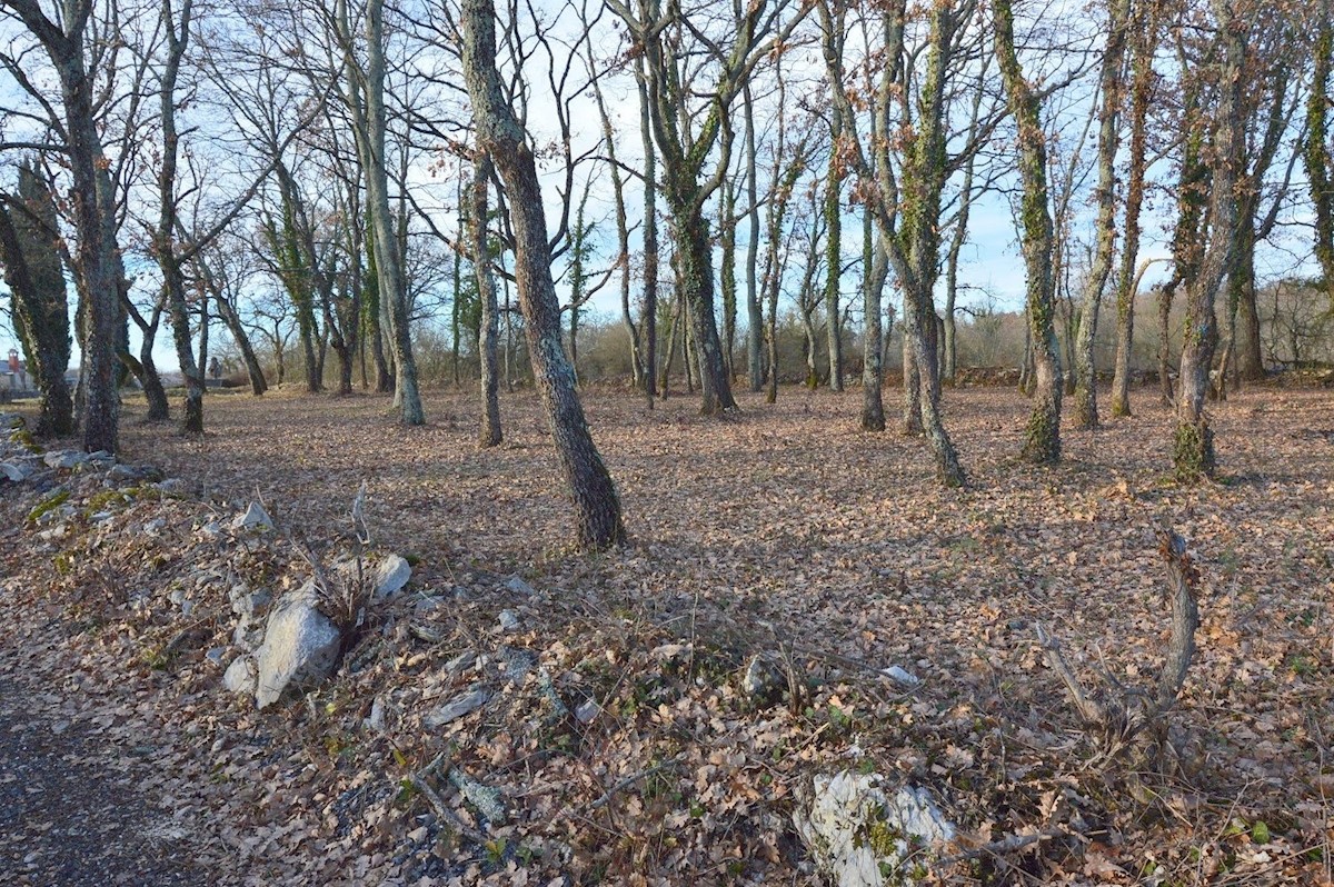 JAKOVICI