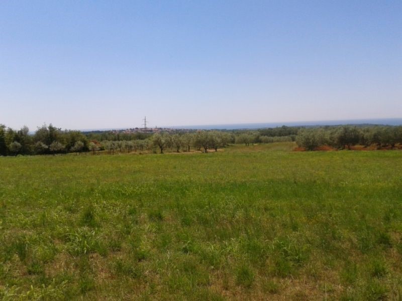 ROGOVIĆI