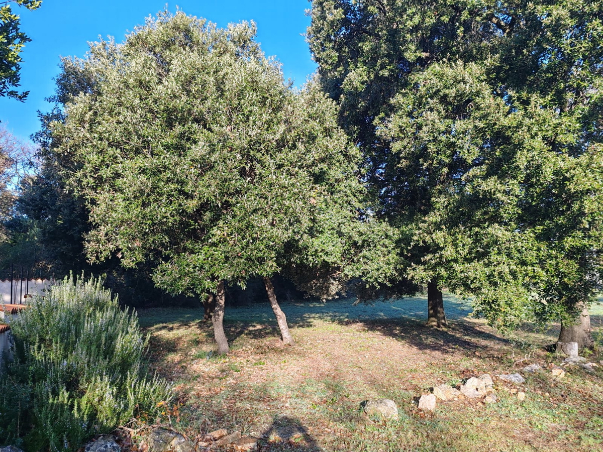 LIŽNJAN