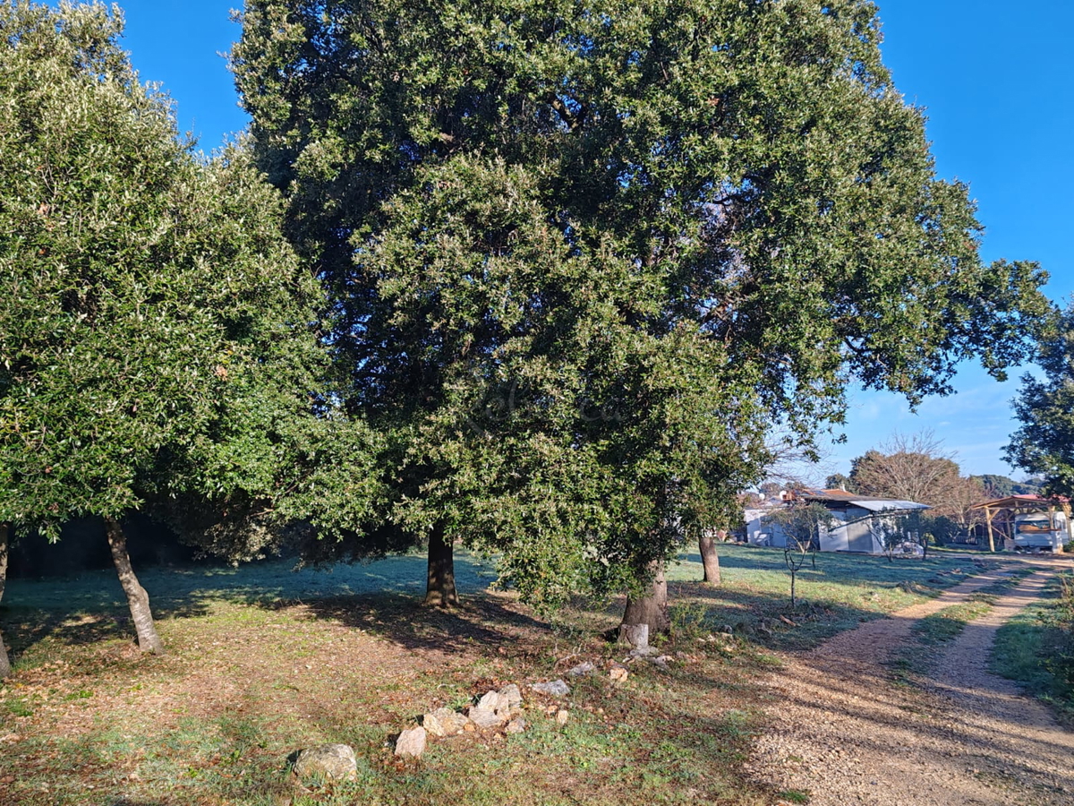 LIŽNJAN
