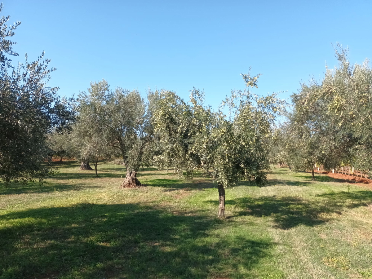 BRTONIGLA
