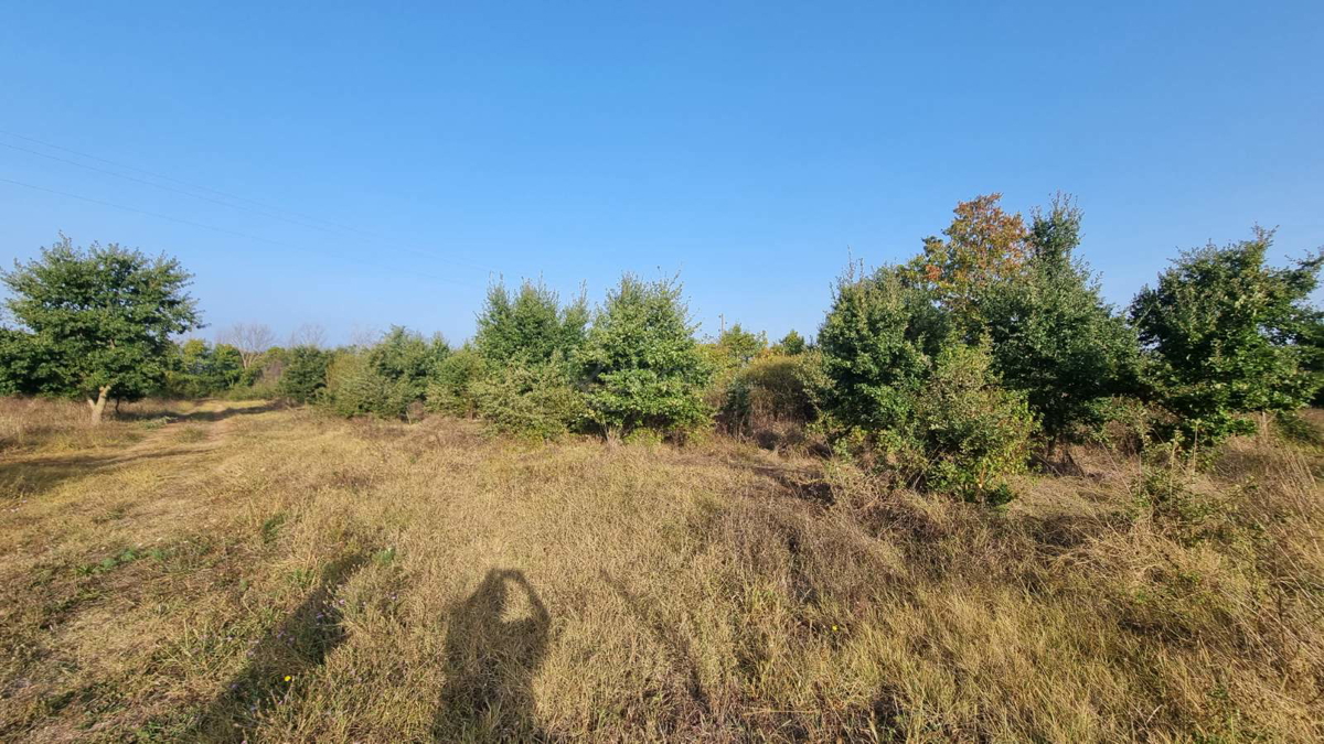 FAŽANA