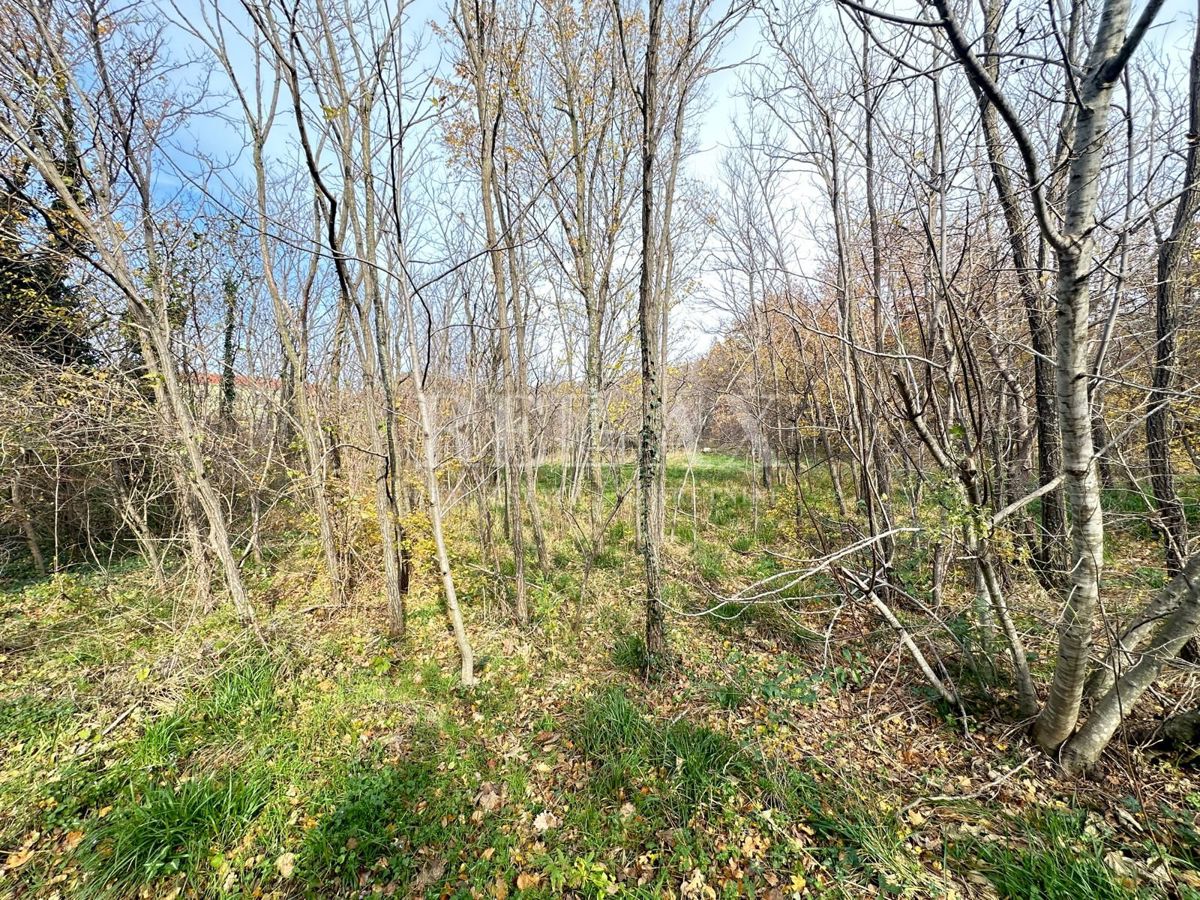 GRIŽANE