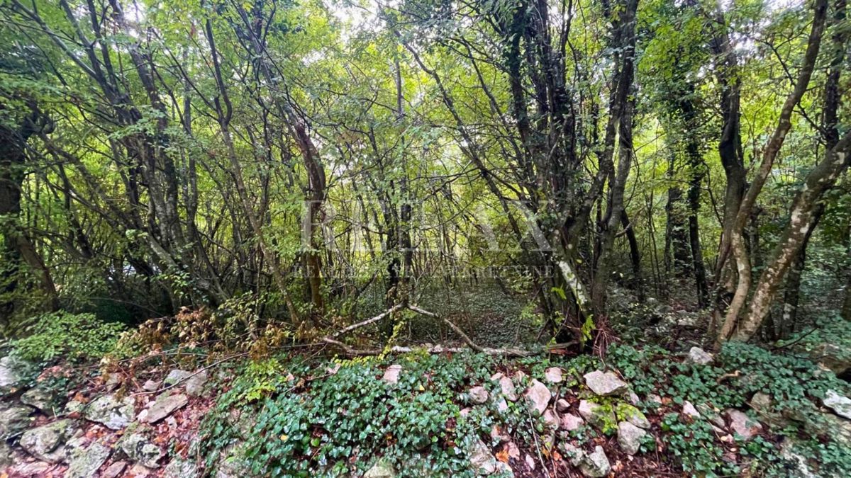 GRIŽANE