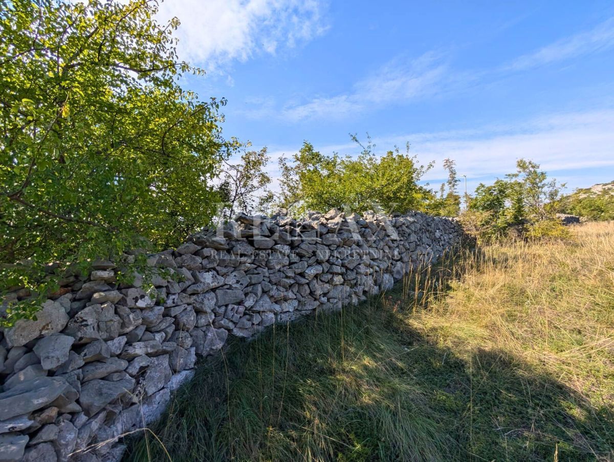 SMOKVICA KRMPOTSKA
