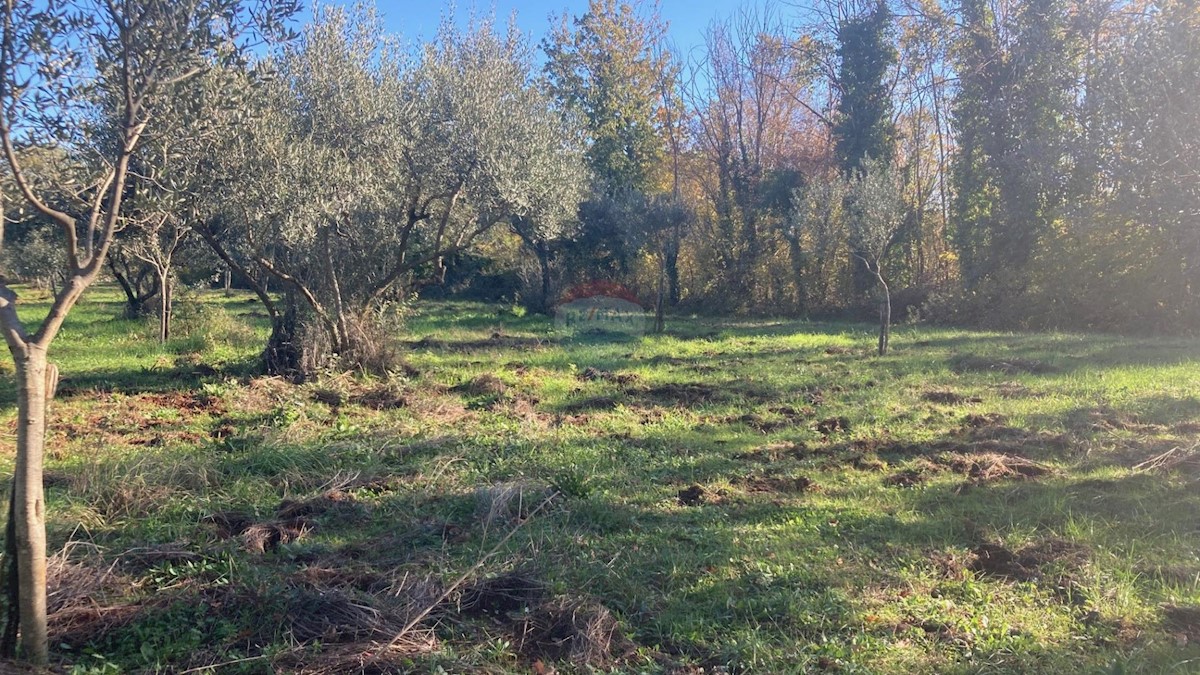 FIORINI