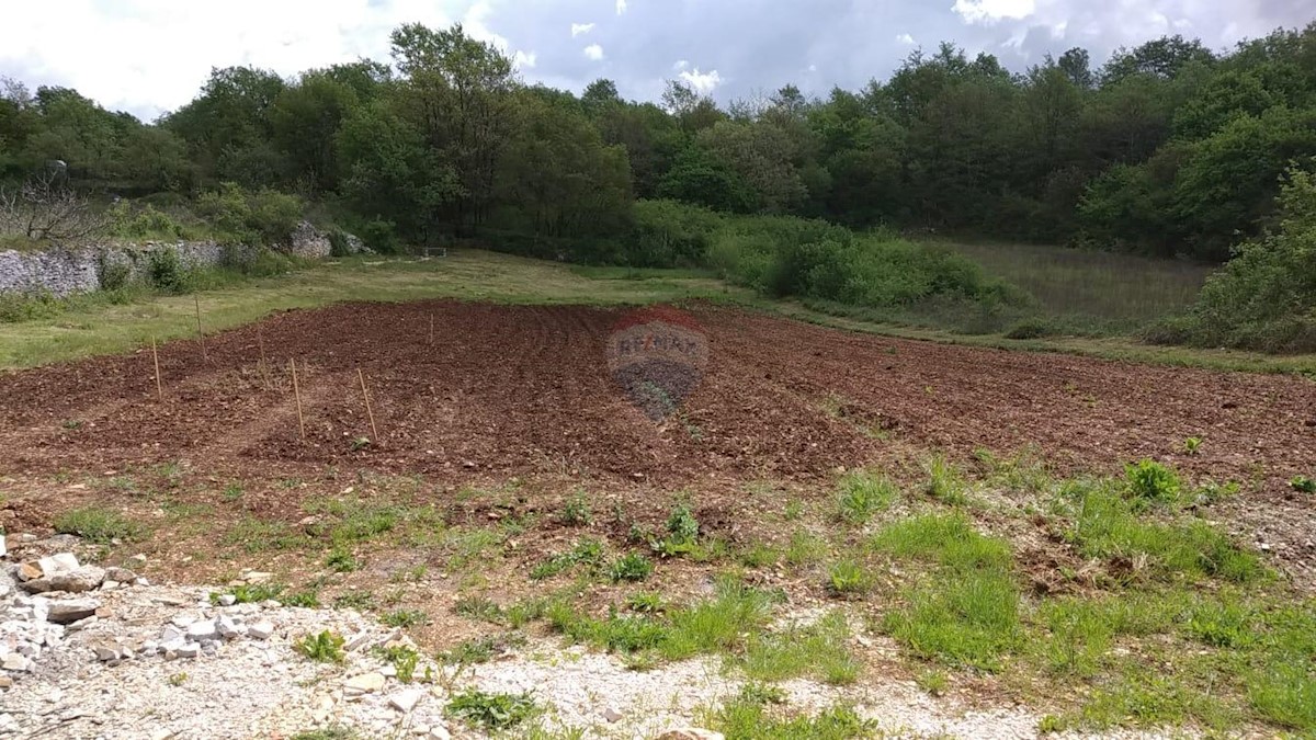 MARIĆI