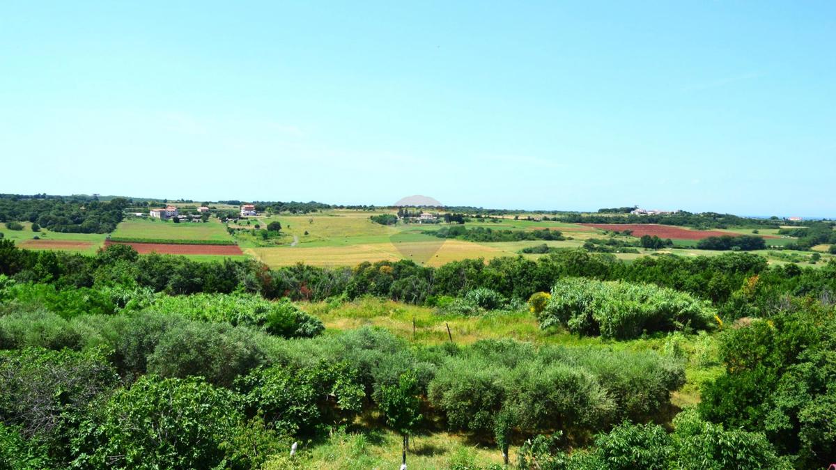 CRVENI VRH