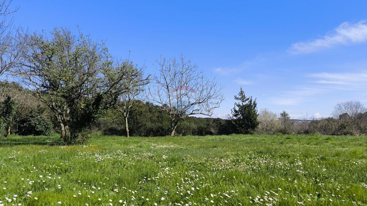 PREMANTURA