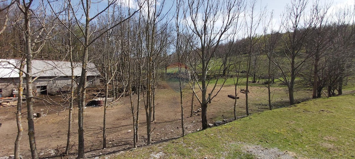 JELENJE