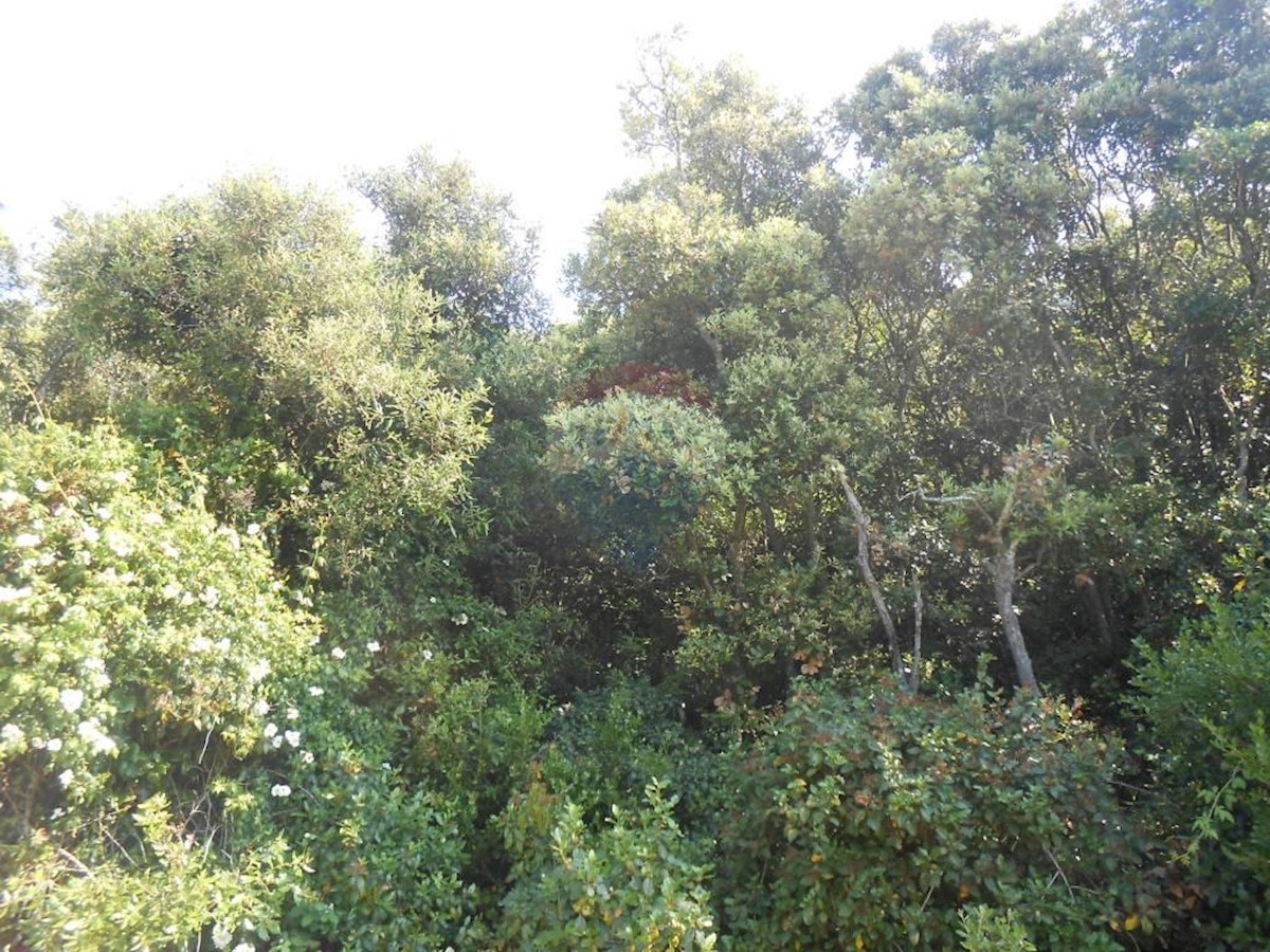 PERUŠKI