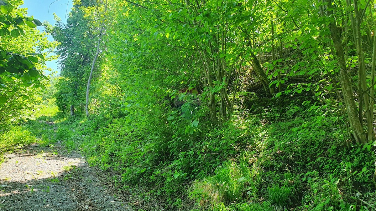 LUKOVDOL