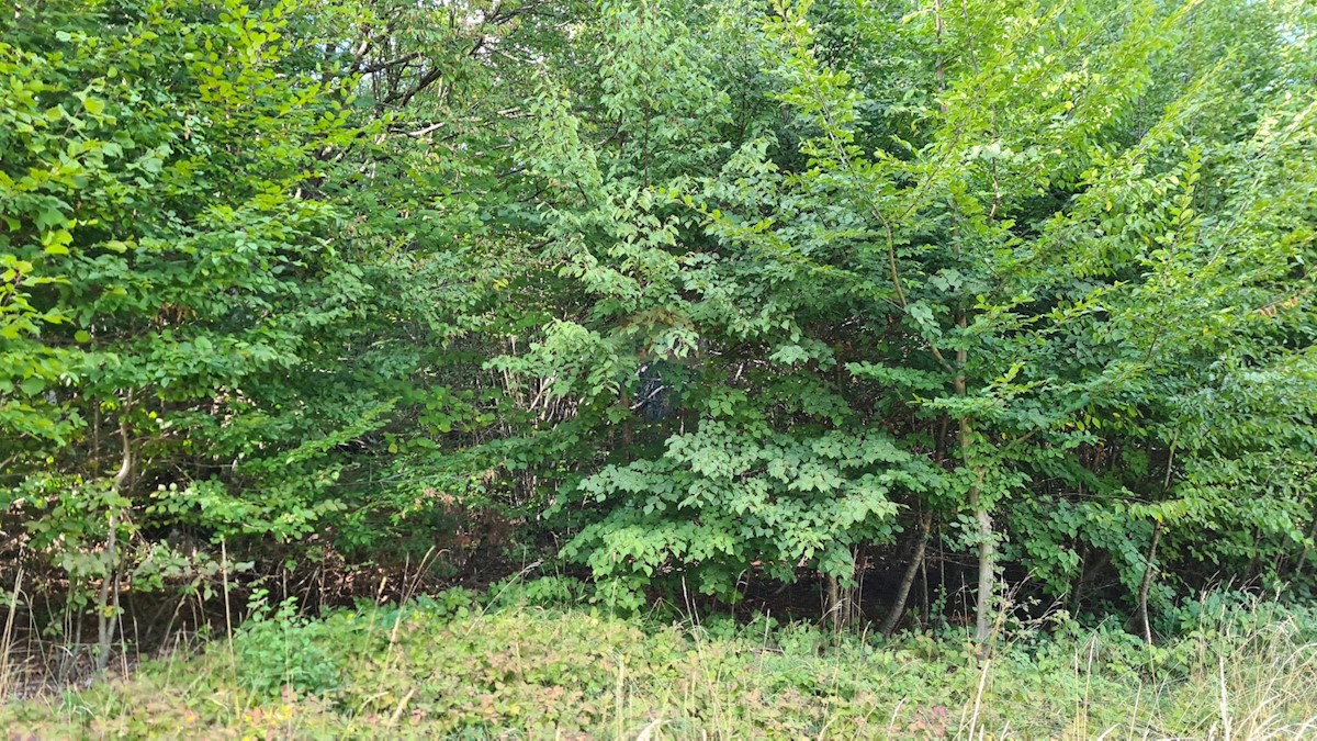MATULJI