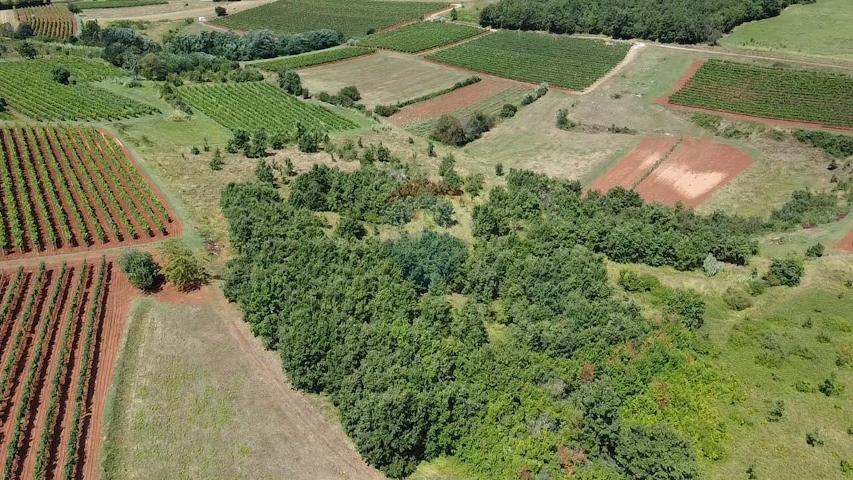 VIŽINADA