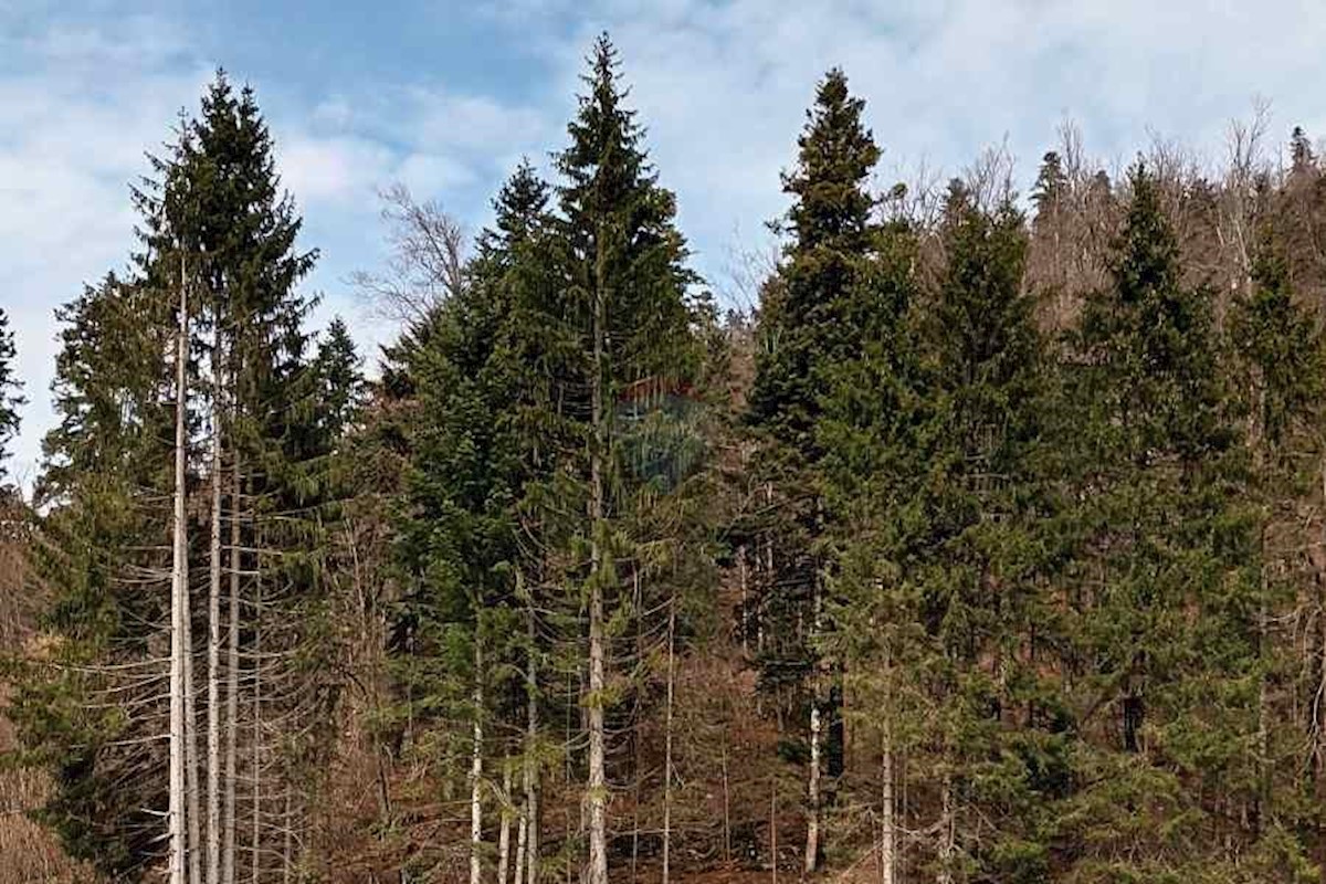 FUŽINE