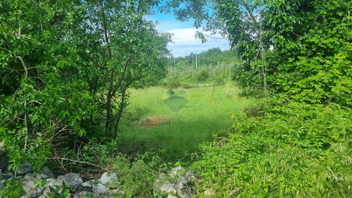 KRNICA