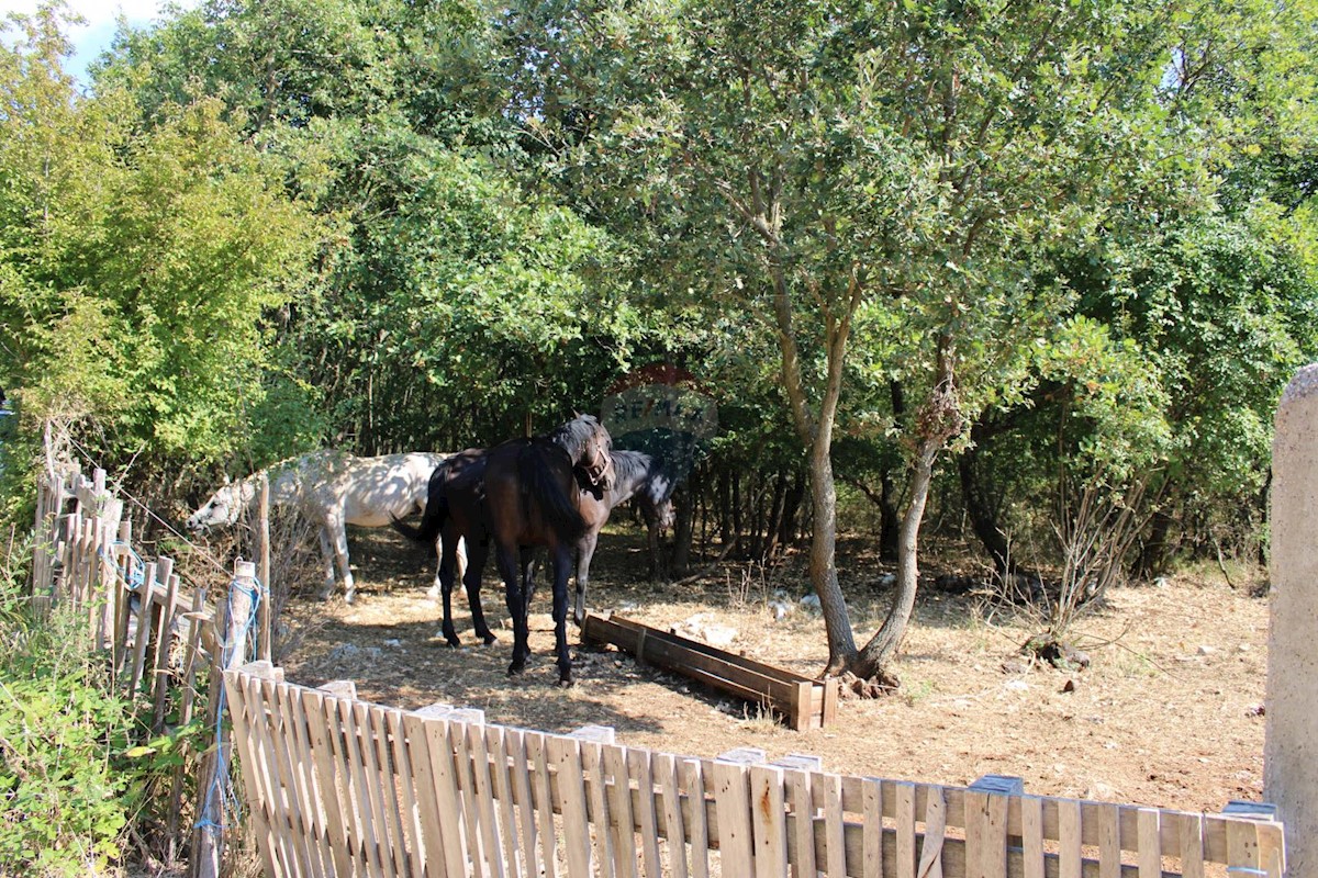 SVETI LOVREČ PAZENATIČKI