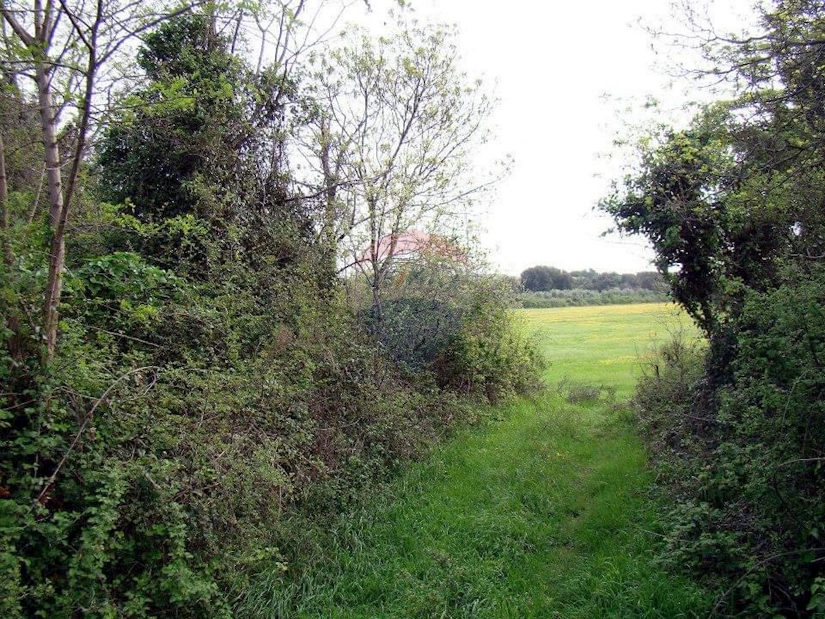 LIŽNJAN