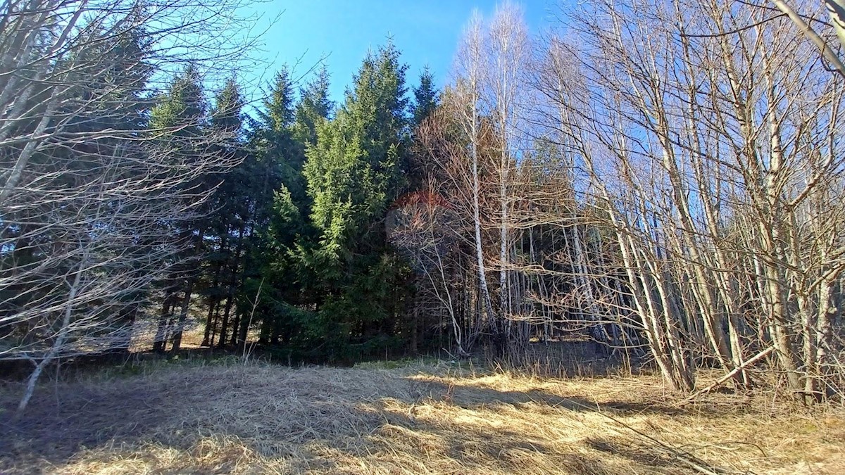 LIČ