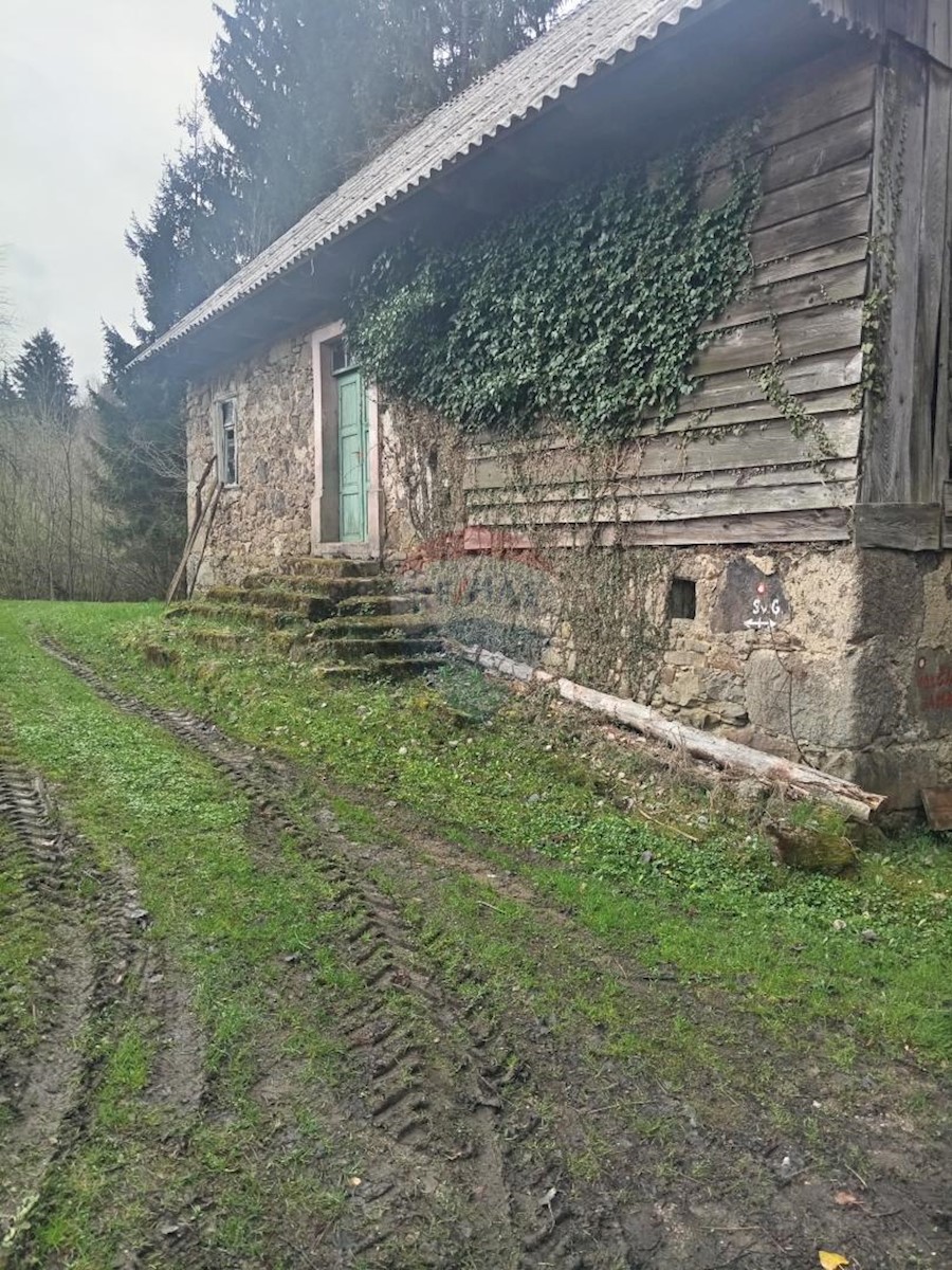 PLEŠCE