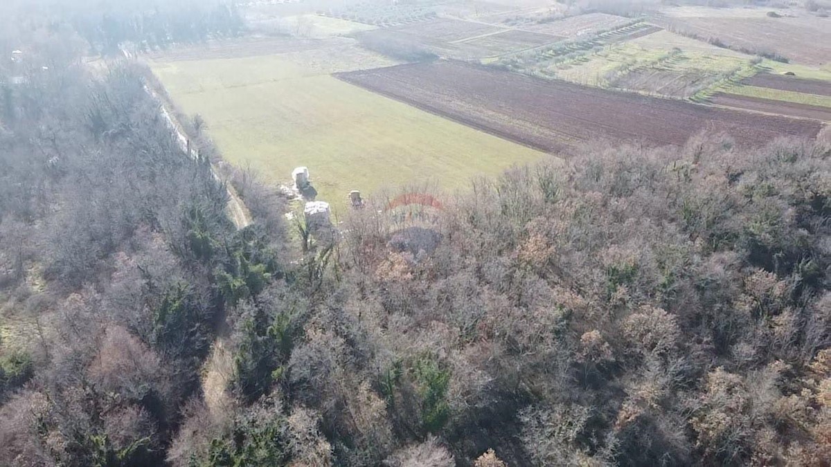 DRAČEVAC